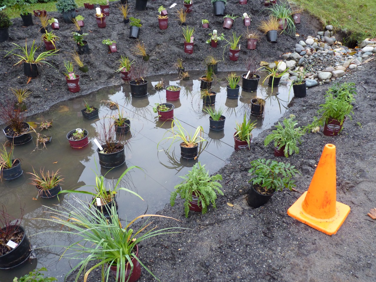 Native plants ready for planting